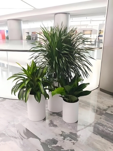 余姚绿植租摆公司，打造独特办公绿色风景线